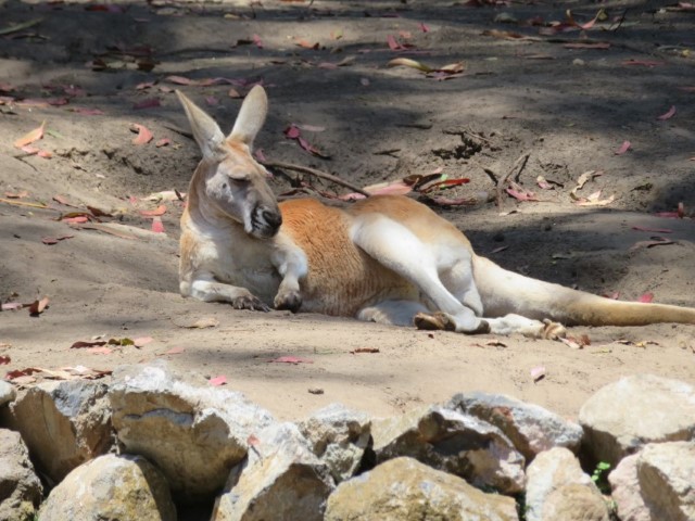 San Fransisco Zoo (75).JPG